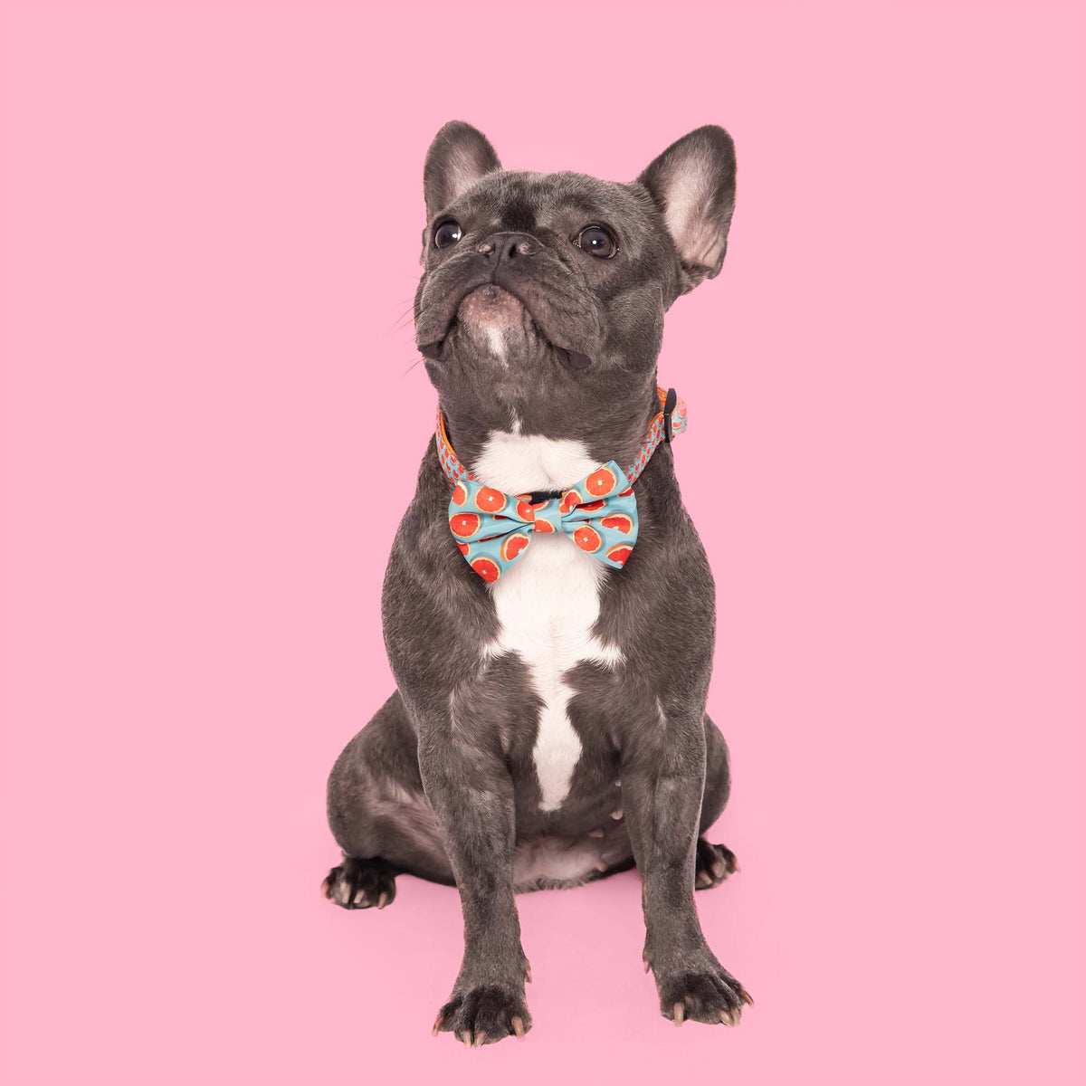 Orangitto Dog Bow Tie daisyandpups