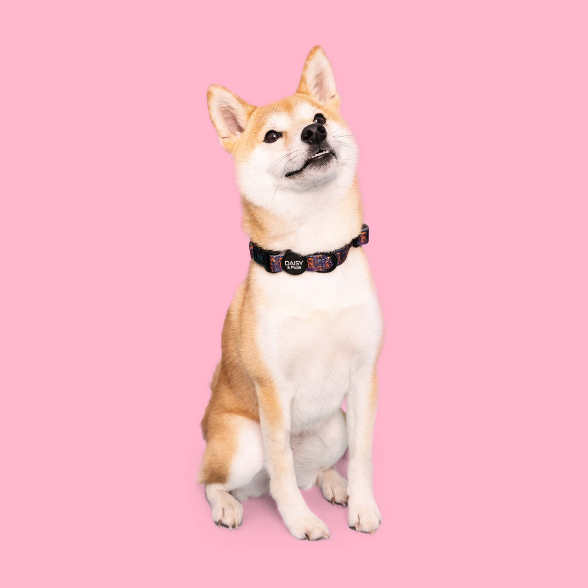 Pup Dig Distinguished Pup - Dog Collar | daisyandpups