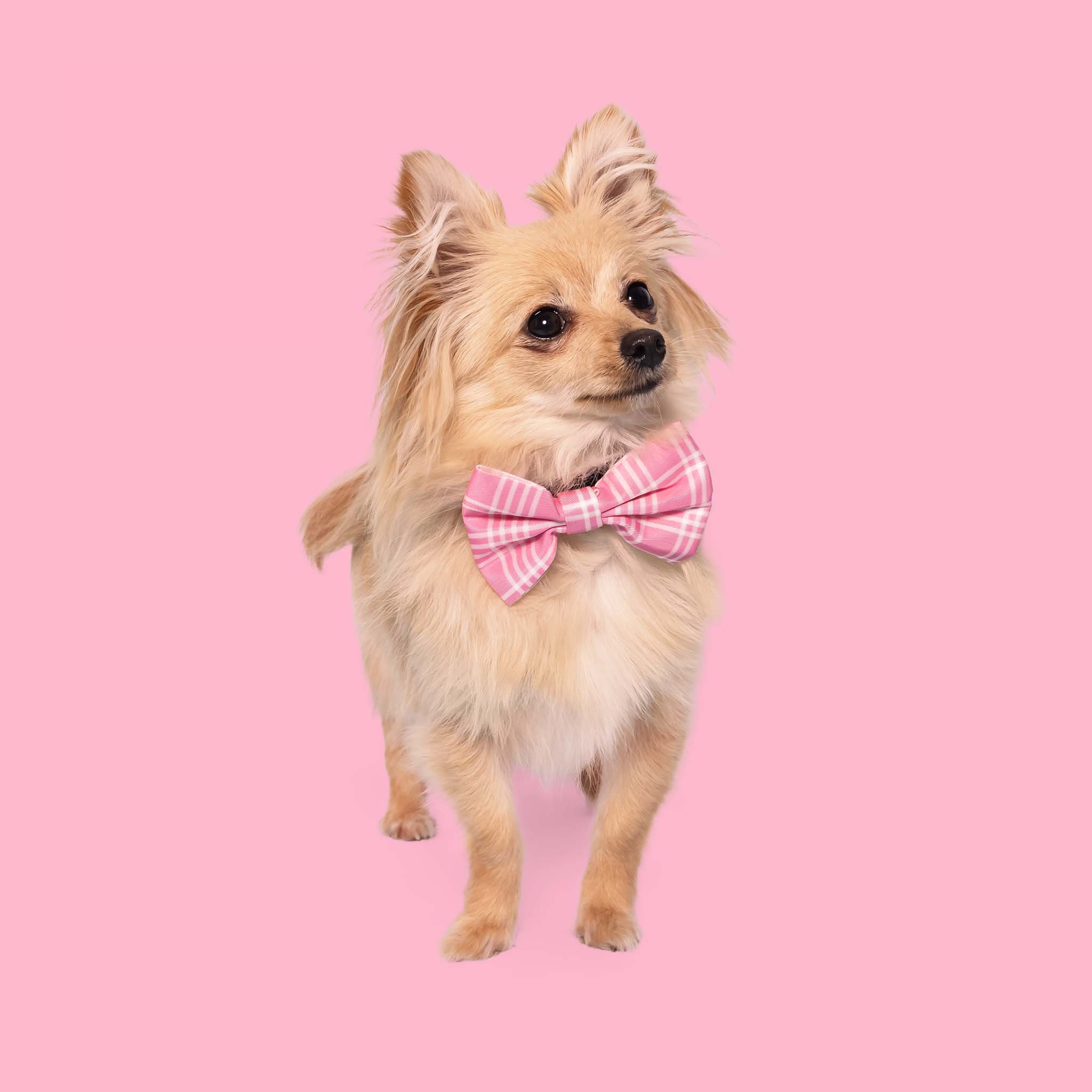 Pink Mix Rdg Pink gingham - Dog Harness | daisyandpups
