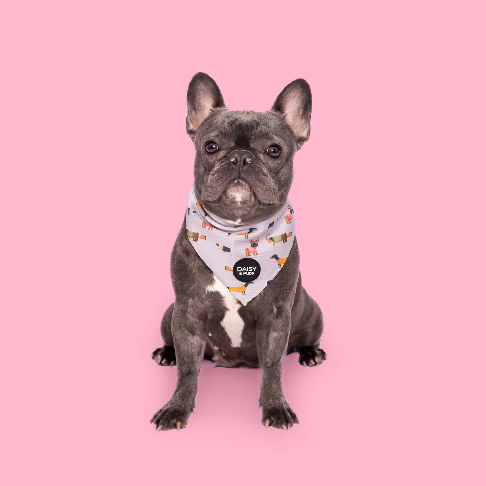 Pup Dig Stylish pup - Dog Collar | daisyandpups